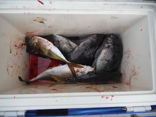 バラモン1号 釣果