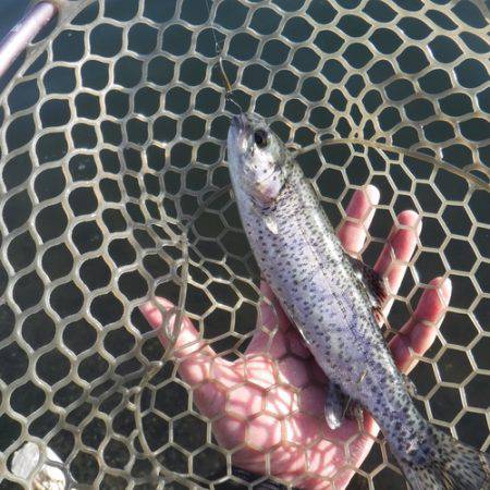 浜名湖フィッシングリゾート 釣果