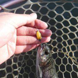 浜名湖フィッシングリゾート 釣果