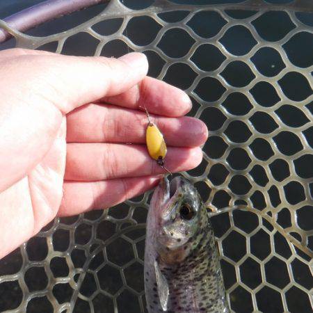 浜名湖フィッシングリゾート 釣果