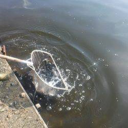 浜名湖フィッシングリゾート 釣果