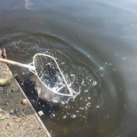 浜名湖フィッシングリゾート 釣果