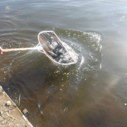 浜名湖フィッシングリゾート 釣果
