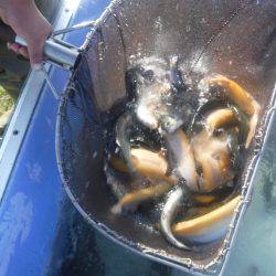 浜名湖フィッシングリゾート 釣果