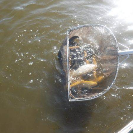 浜名湖フィッシングリゾート 釣果