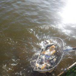 浜名湖フィッシングリゾート 釣果