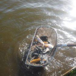 浜名湖フィッシングリゾート 釣果