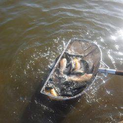 浜名湖フィッシングリゾート 釣果