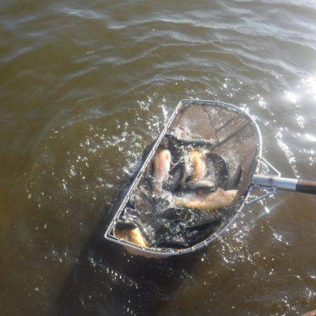 浜名湖フィッシングリゾート 釣果