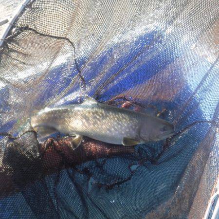 浜名湖フィッシングリゾート 釣果