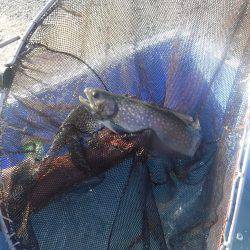 浜名湖フィッシングリゾート 釣果