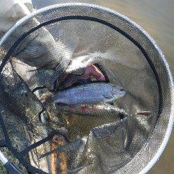 浜名湖フィッシングリゾート 釣果