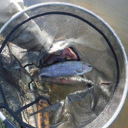 浜名湖フィッシングリゾート 釣果