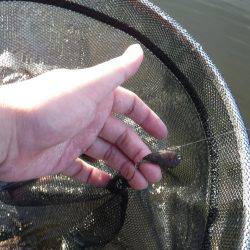 浜名湖フィッシングリゾート 釣果