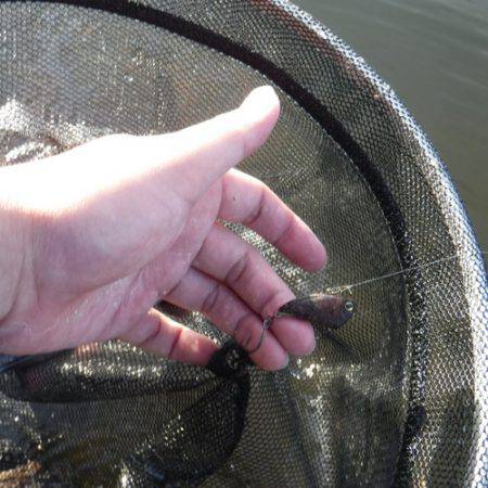 浜名湖フィッシングリゾート 釣果