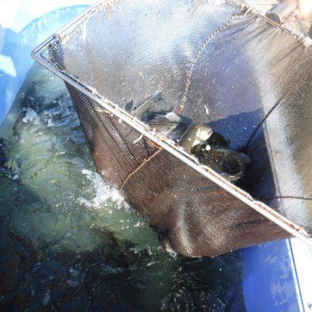 浜名湖フィッシングリゾート 釣果