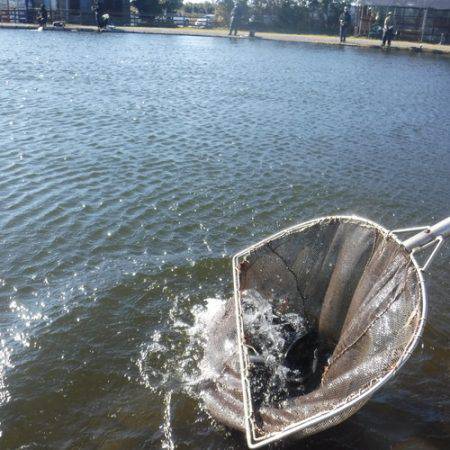 浜名湖フィッシングリゾート 釣果