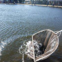 浜名湖フィッシングリゾート 釣果