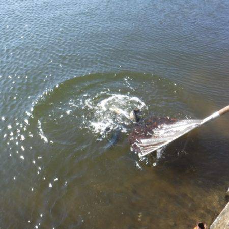 浜名湖フィッシングリゾート 釣果