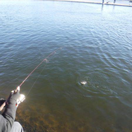 浜名湖フィッシングリゾート 釣果