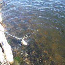 浜名湖フィッシングリゾート 釣果