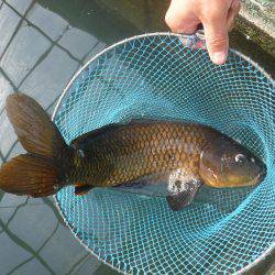 浜名湖フィッシングリゾート 釣果