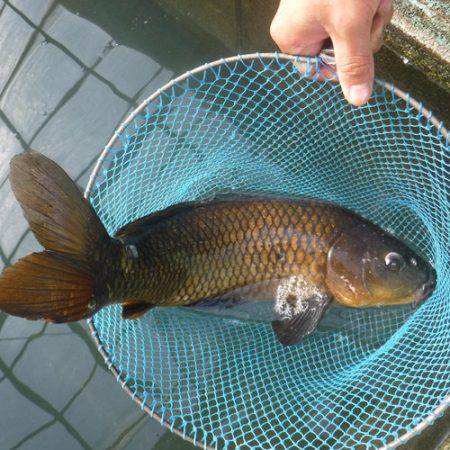 浜名湖フィッシングリゾート 釣果