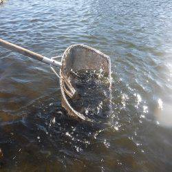 浜名湖フィッシングリゾート 釣果