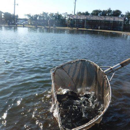 浜名湖フィッシングリゾート 釣果