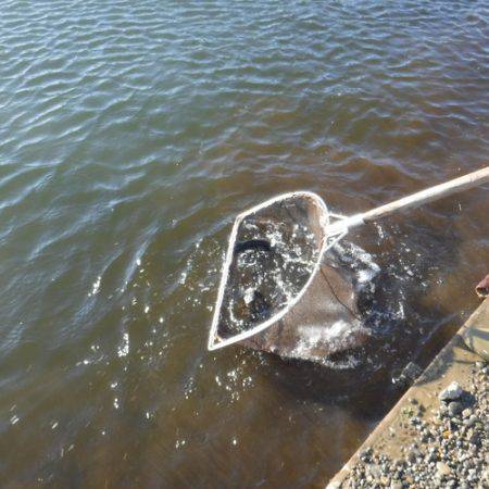 浜名湖フィッシングリゾート 釣果