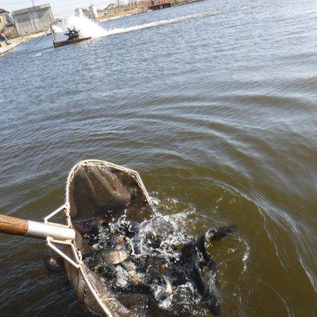 浜名湖フィッシングリゾート 釣果