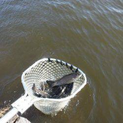 浜名湖フィッシングリゾート 釣果