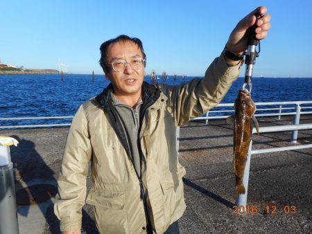 鹿島港魚釣園 釣果
