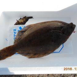 鹿島港魚釣園 釣果