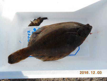 鹿島港魚釣園 釣果