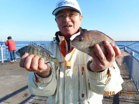 鹿島港魚釣園 釣果