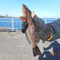 鹿島港魚釣園 釣果