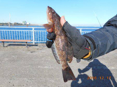 鹿島港魚釣園 釣果