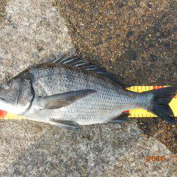 鹿島港魚釣園 釣果