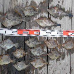 こかわ渡船　雅丸 釣果