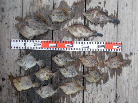 こかわ渡船　雅丸 釣果