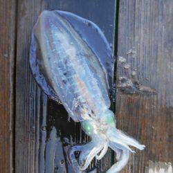 こかわ渡船 雅丸 釣果