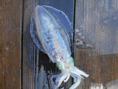 こかわ渡船　雅丸 釣果