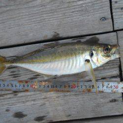 こかわ渡船 雅丸 釣果