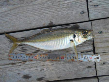 こかわ渡船 雅丸 釣果