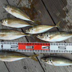 こかわ渡船　雅丸 釣果