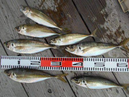 こかわ渡船　雅丸 釣果