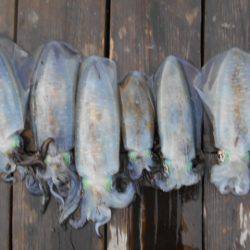 こかわ渡船　雅丸 釣果