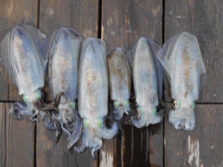 こかわ渡船　雅丸 釣果