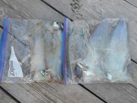 こかわ渡船　雅丸 釣果